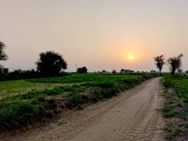 Açık Kahverengi Tohum Başlı Uzun Yeşil Çimen Sahası Doğal Çayır Ayarları