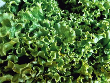 Taze yeşil marul Pazar öğle yemeği için hazırlanıyor. 