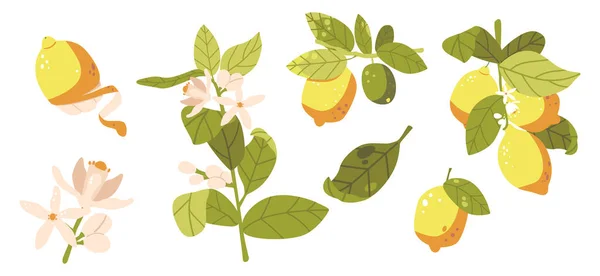 Set Tree Branches Fresh Yellow Lemons Ripe Fruits Lush Green — Stockvector