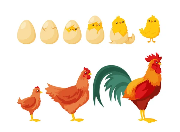 Chick Hatching Egg Process Growth Egg Young Adult Hen Rooster — Vector de stock