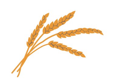 Golden Cereal Stalks with Grains. Ripe Stem of Wheat Ears or Rye Ready To Be Harvested Isolated on White Background. Rustic Natural Agricultural Plant, Product Crop. Cartoon Vector Illustration