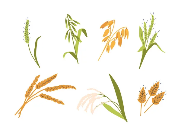 Set Cereal Crops Various Types Plants Wheat Barley Oats Rye — Stockvektor