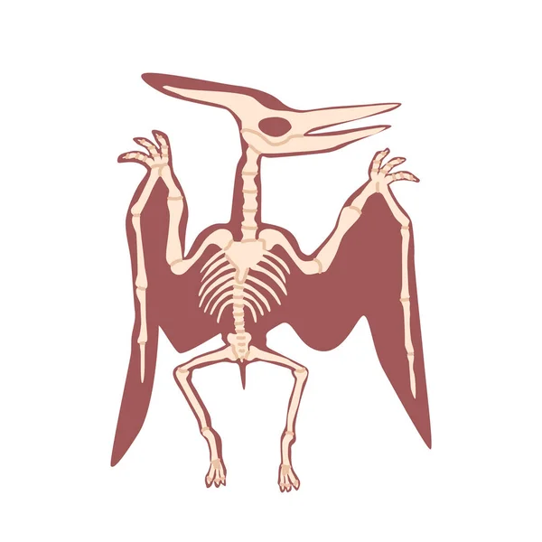 Beyaz Arka Planda Izole Edilmiş Pterodactyl Dinozor Skelet Kemikleri Tarih — Stok Vektör