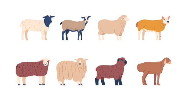 さまざまなウールと毛皮の色で飼育された羊のセット ウールと肉のために飼育された家畜 または動物家畜 漫画ベクターイラスト — ストックベクタ