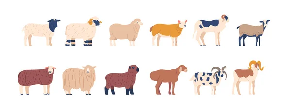 Set Sheep Different Breed Scottish Blackface Merino Dorper Sheep Kerry — Stock Vector