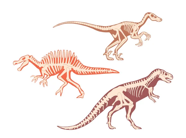 Carnotaurus Tyrannosaurus Dinosaur Skeleton Bones Isolated Carnivorous Theropod Dino Predator — Stock Vector