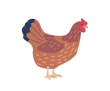 Chicken, Domesticated Bird Commonly Raised For Meat And Eggs Isolated On White Background. Farming, Poultry, Fresh Eggs Logo. Design Element for Premium Packaging. Cartoon Vector Illustration