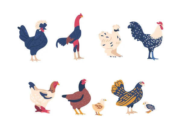 Set Varied Breeds Chickens Roosters Displaying Different Colors Patterns Sizes — Stockvektor