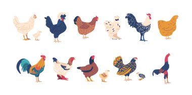 Set of Chicken And Rooster Breeds with Unique Physical And Behavioral Characteristics. Rhode Island Red, Leghorn, And Wyandotte Are Commonly Raised For Their Meat And Eggs. Cartoon Vector Illustration