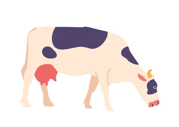 白を基調とした牛 およびその他の乳製品 農業および農村生活 農地を提供するスポットコート付きの家庭用哺乳類 漫画ベクターイラスト — ストックベクタ
