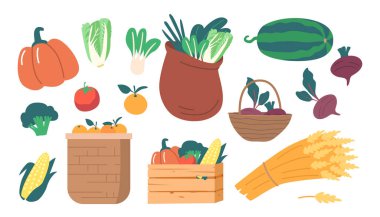 Taze Olgun Ekinler, Beyaz Arkaplanda İzole Edilmiş Simgeler. Balkabağı, Çin lahanası, karpuz ve brokoli. Buğday, portakal meyvesi, mısır ve yeşillik, pancar, domates. Çizgi film Vektör İllüstrasyonu