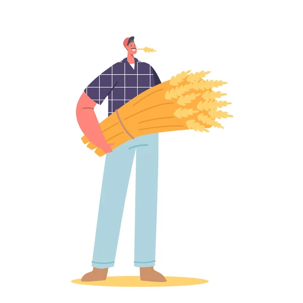 白い背景に隔離された手で新鮮に収穫された小麦を保持する農家の男性キャラクター ハードワーク 農業製品 持続可能な生活の概念 漫画人ベクトルイラスト — ストックベクタ