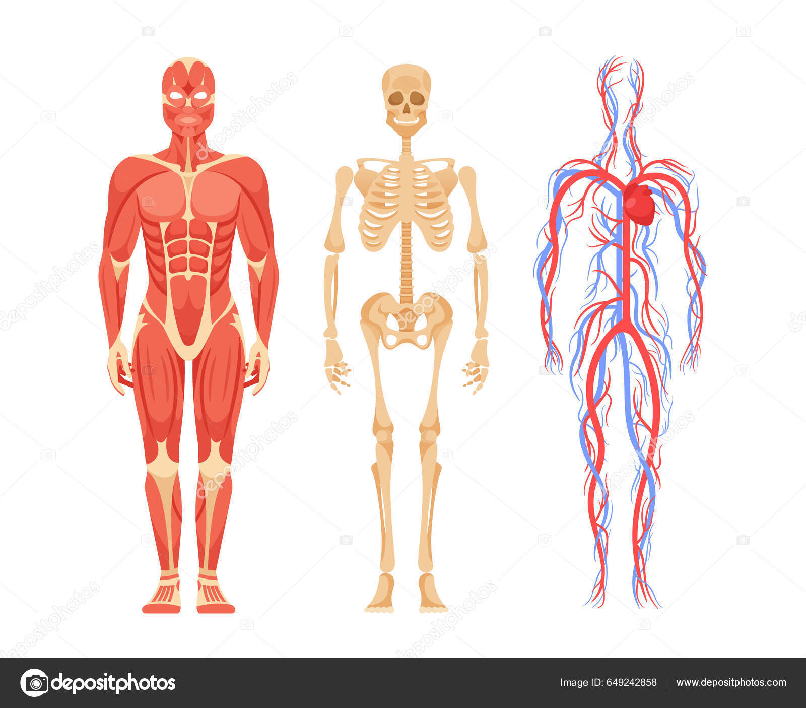 649242858　人体解剖学特征消化系统的详细观察医学或教育背景机构的内部工作卡通矢量图解图库矢量图作者：©　vectorlab