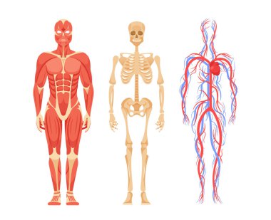 İnsan Vücut Anatomisi, İskelet, Kas, Dolaşım, Sinir ve Sinir Sistemlerinin Detaylı Görünümü. Tıbbi ya da Eğitimsel Bağlamlar İçin İç Çalışmalar. Çizgi film Vektör İllüstrasyonu