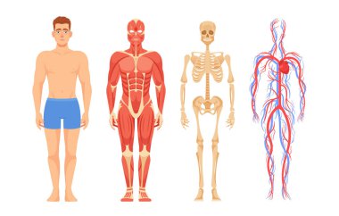 İnsan Anatomisi, Vücut Parçaları, Sistemler ve Fonksiyonlar. İskelet, Kas, Dolaşım, Sinir, Tıbbi ve Bilimsel Araştırma, Eğitim veya Sağlık Sistemleri. Çizgi film Vektör İllüstrasyonu
