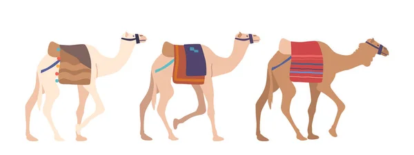 Caravana Camelos Isolados Fundo Branco Camelos Caminhando Carregando Carga Cobertores —  Vetores de Stock