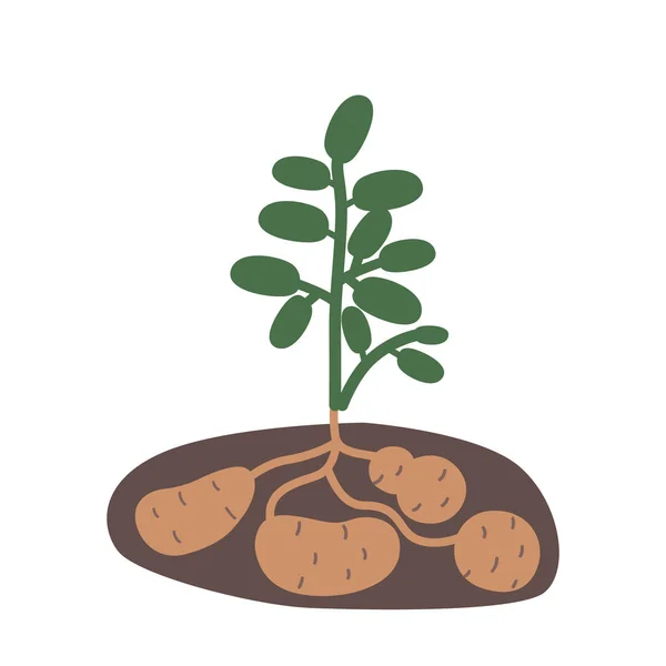Aardappelplant Met Weelderige Groene Bladeren Stevige Stengel Rijpe Knollen Bodem — Stockvector