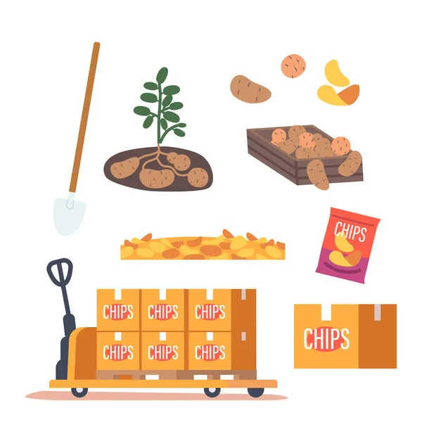 Zestaw Produktów Ziemniaczanych Dojrzałe Świeżo Zebrane Warzywa Glebie Pudełku Pakiet — Wektor stockowy