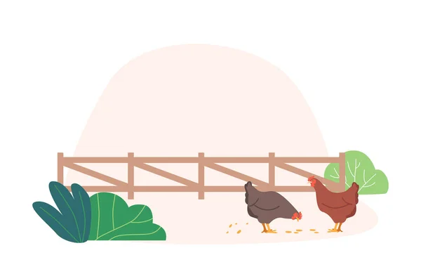 Çiftlikte Tavuk Yürüyüşleri Açık Alanın Tadını Çıkarmak Yiyecek Parçaları Toplamak — Stok Vektör