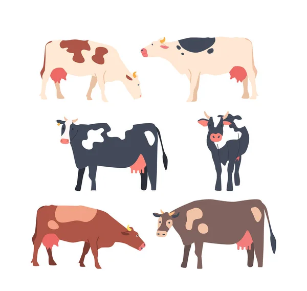 Set Cows Isolated White Background Brown Clack White Cows Large — стоковий вектор