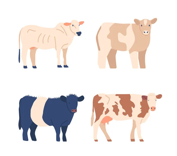 奶牛和公牛不同的品种 理想的农场和动物爱好者或教育目的 每只牛展示独特的身体特征和标记 卡通矢量图解 — 图库矢量图片