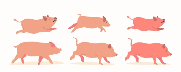 猪是全食的农场哺乳动物 有粗壮的身体 鼻孔和卷曲的尾巴 跑得快又活泼的小猪赛跑 打喷嚏 有趣的动物 卡通矢量图解 — 图库矢量图片