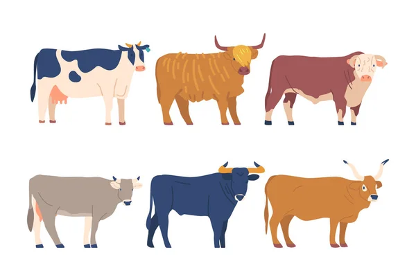 设置奶牛和公牛不同的品种 不同类型的牛 各有其独特的特点 如颜色 大小和角型 黑色和白色外套 卡通矢量图解 — 图库矢量图片