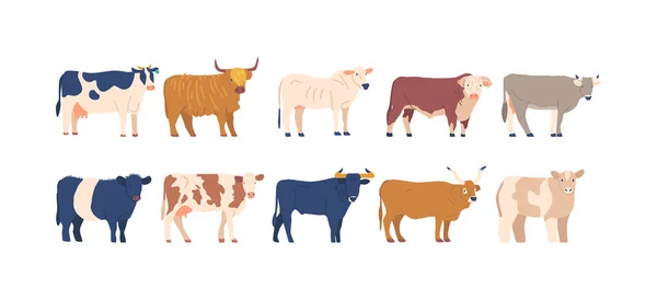 不同品种的一组奶牛和公牛 在白色背景下被隔离 种类繁多的牛 各有其独特的特征 体格和颜色 农场动物 卡通矢量图解 — 图库矢量图片