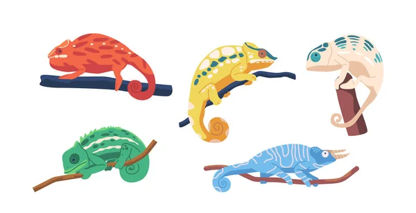 Uppsättning Färgglada Kameleoner Trädgrenar Med Distinkta Ögon Långa Svansar Och — Stock vektor