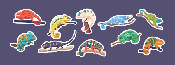 Lot Stickers Reptiles Caméléon Sur Branches Lézards Aux Longues Langues — Image vectorielle