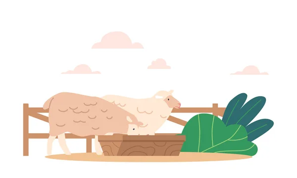 在牲畜饲养环境中吃羊 为农场动物提供饲料 如干草和谷物 以满足它们的营养需要 畜牧业和农业的概念 卡通矢量图解 — 图库矢量图片