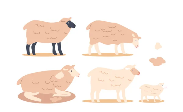 Ensemble Moutons Animaux Laineux Élevés Pour Leur Viande Leur Laine — Image vectorielle
