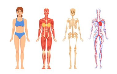 Kadın Anatomisi, İskelet Sistemi, Kemik Çerçevesi. Kas sistemi, kas hareketlerine izin veren ve duruşunu koruyan. Damarlar, kalp ve kandan oluşan kardiyovasküler sistem ağı. Vektör İllüstrasyonu