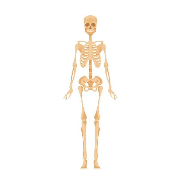 Układ Szkieletowy Dorosłego Ludzkiego Ciała Struktura Kości Zapewniająca Wsparcie Ochronę — Wektor stockowy