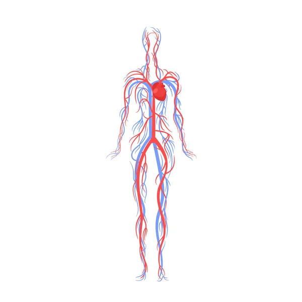 Cardiovasculair Systeem Van Volwassen Mensen Bestaat Uit Hart Bloedvaten Bloed — Stockvector