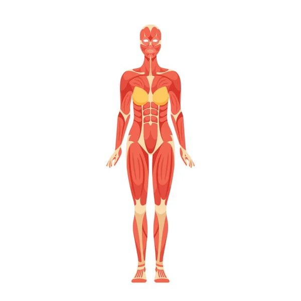 成年妇女对身体活动 姿势和整体身体功能至关重要的肌肉系统 由肌肉 协调和控制组成 卡通矢量图解 — 图库矢量图片