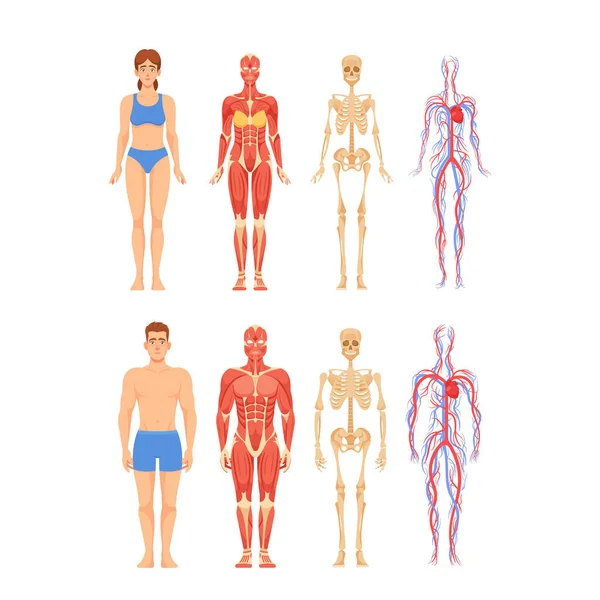 Anatomie Van Volwassen Mannelijke Vrouwelijke Karakters Representeren Skelet Spier Cardiovasculaire — Stockvector