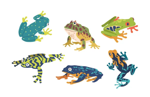 鮮やかな色とユニークなパターンを特徴とするエキゾチックなカエルのセットを魅了します これらのカエルは 熱帯雨林のタッチを任意のコレクションまたはディスプレイにもたらします 漫画ベクターイラスト — ストックベクタ