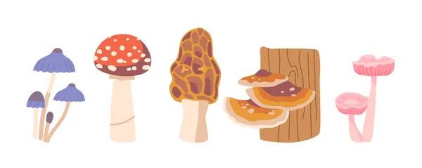 Isolated Forest Mushrooms Set Toadstools Morel Amanita Woolly Milkcap Fungi — Stock Vector