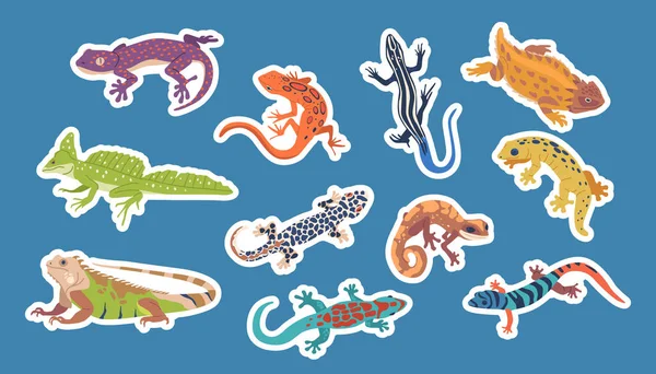 Stickers 세트와 Exotic Lizards Varans 크기가 외모와 호기심을 자극하는 행동을 — 스톡 벡터
