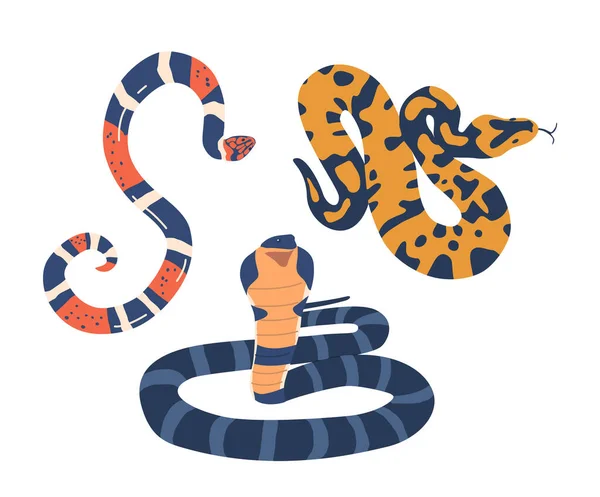 Exotische Slangen Boeien Met Hun Unieke Patronen Opvallende Kleuren Van — Stockvector