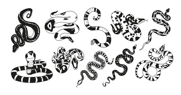 Чёрно Белые Экзотические Змеи Обладают Уникальными Узорами Разнообразные Виды Интригующее — стоковый вектор