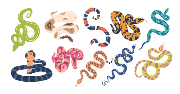 Set Exotic Snakes Captivate Vibrant Patterns Unique Features Colorful Mesmerizing — Stock Vector