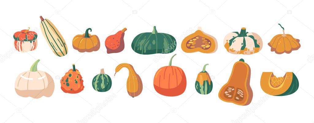 Set Pumpkins, Classic Orange Gourd Perfect For Carving, Baking, Or Decorating During Fall Season. White, Green, Or Striped Pumpkins, Autumn, Thanksgiving And Halloween Decoration. Vector Illustration