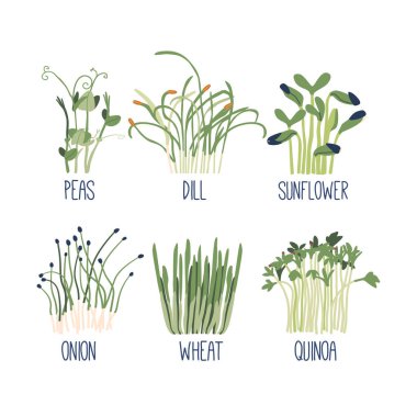 Mikro yeşil bezelyeler, Dill, soğan, buğday, kinoa ve ayçiçeği, filizler. Sağlıklı Yeşil Tohumlar Vegan Beslenme, Süper Yiyecek Koleksiyonu. Çizgi film Vektör İllüstrasyonu