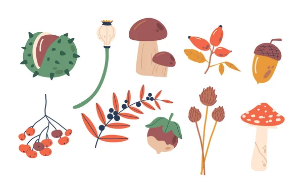 Sonbahar Yaprak Koleksiyonu Böğürtlen Kestane Meşe Mantar Fındık Kırmızı Turuncu — Stok Vektör