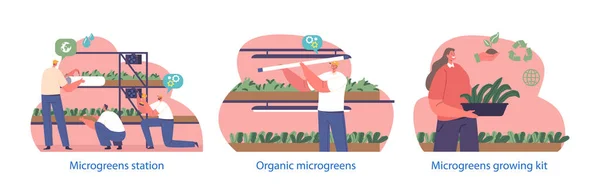 Elementos Isolados Com Personagens Constroem Rachas Para Cultivar Microgreens Orgânicos — Vetor de Stock