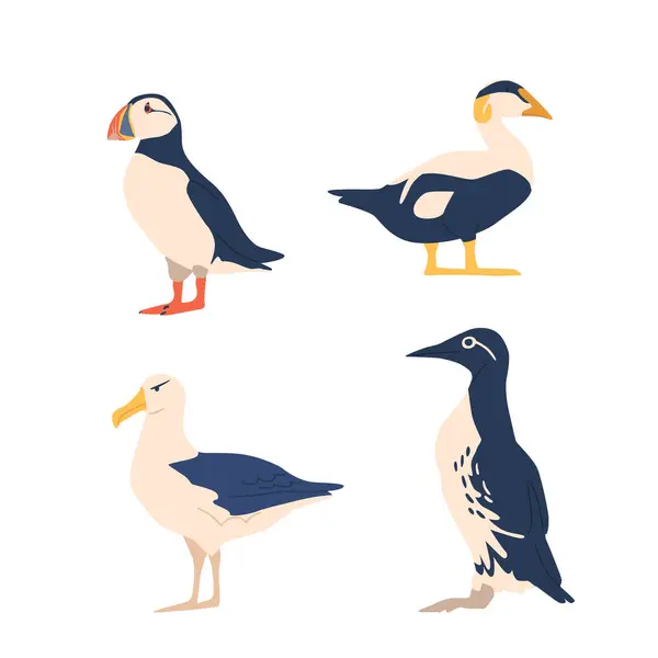 Arctic Birds Include Puffin Snow Bunting Και Hardy Arctic Tern — Διανυσματικό Αρχείο