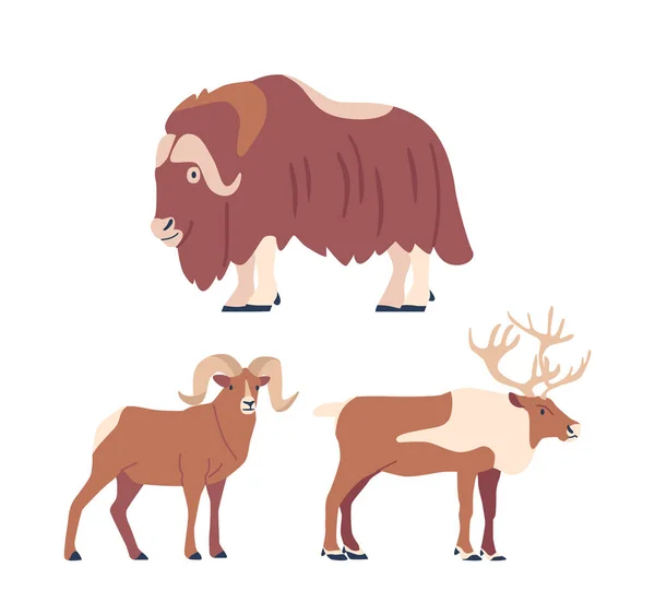 Arctic Horned Animals Include Majestic Muskoxen Muskox Mouflon Deer Creatures — Stock Vector