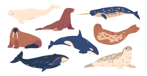 Wale Walrosse Orca Und Weißwale Mit Narwal Und Robben Beluga — Stockvektor